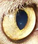 Uživatelský avatar